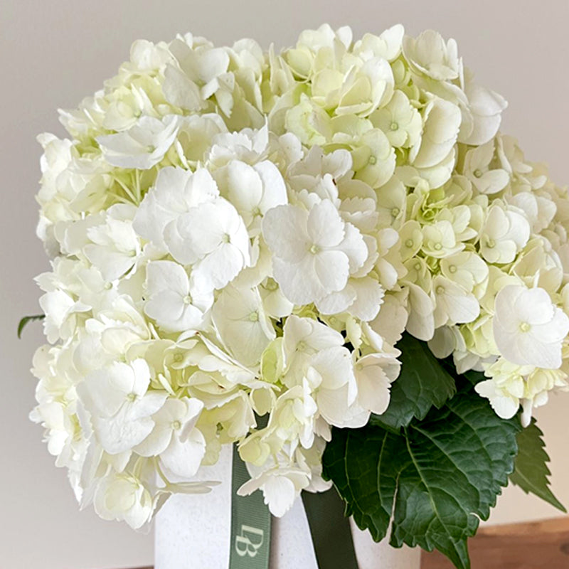 Talia Hydrangea Vase Arrangement