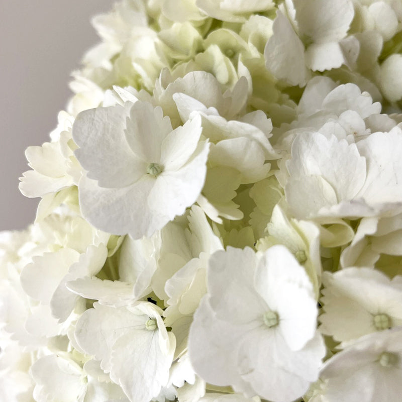 Talia Hydrangea Vase Arrangement